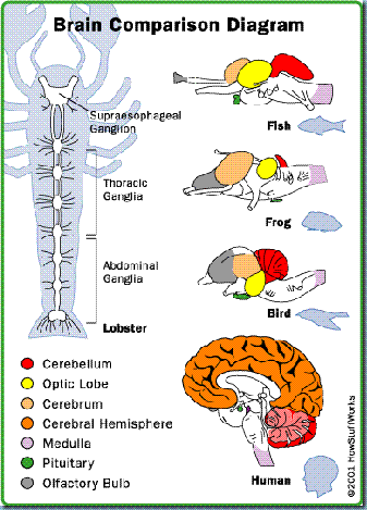 brain-animals